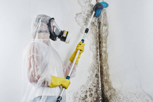 Certified Mold Removal in Vandalia, MO