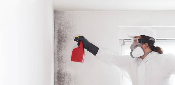 Best Water Damage Restoration  in Vandalia, MO