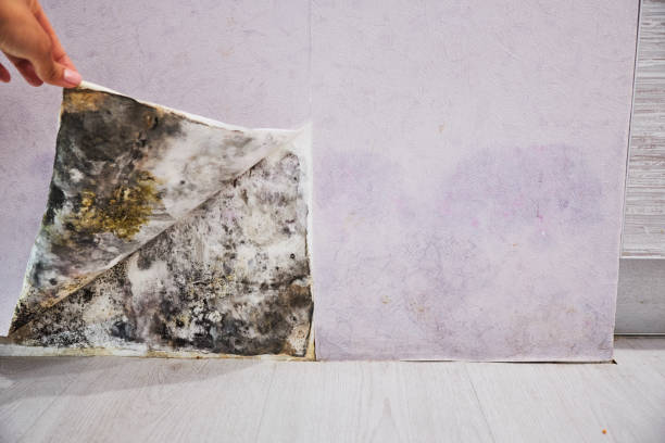 Best Mold Testing  in Vandalia, MO